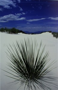 Image description is not available for 2013.073